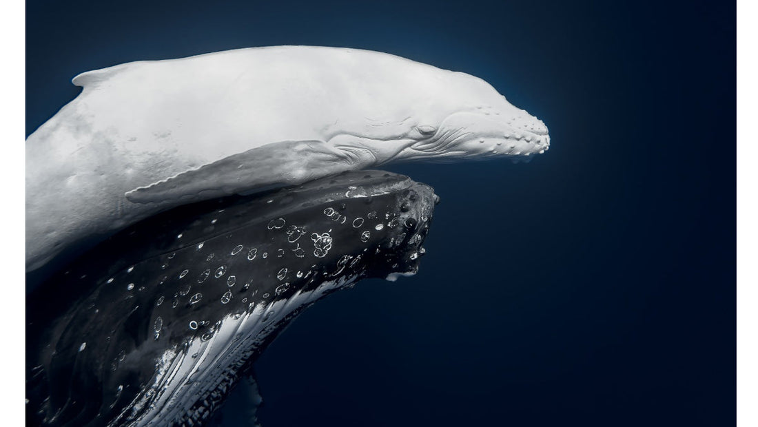 What are the most breathtaking winners of the 2026 World Nature Photography Awards? | Scent Lab 33