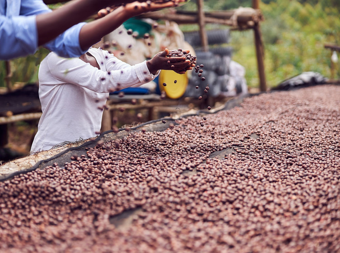 Which African coffee beans should a beginner choose in 2026? | Scent Lab 33
