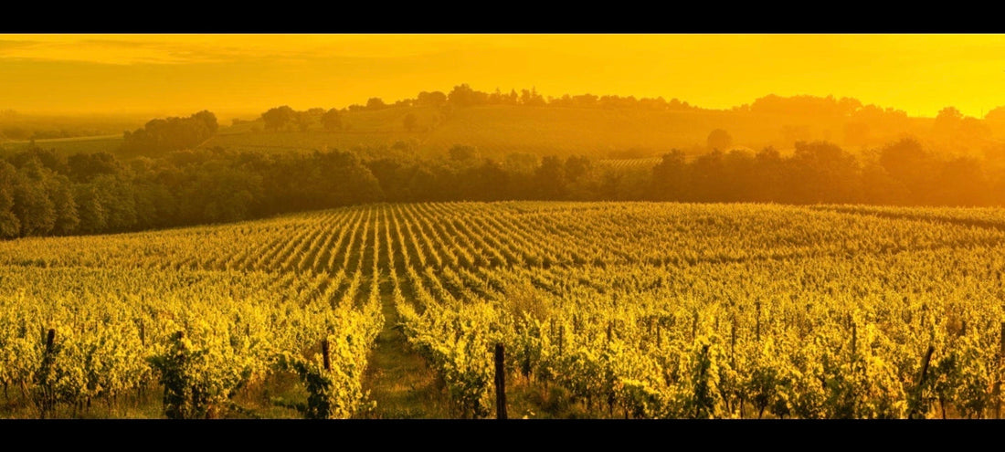 Château Margaux: The Legendary Bordeaux Wine Estate