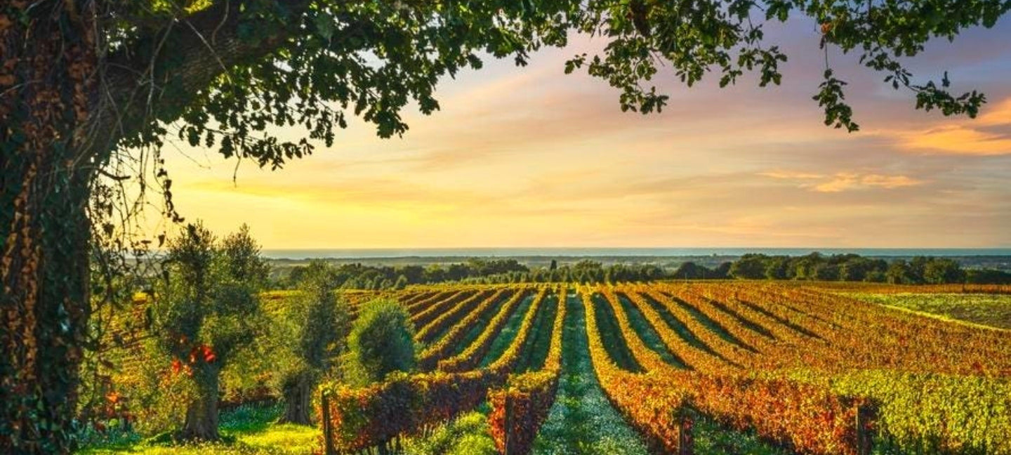 Sassicaia, Ornellaia, Masseto and Tignanello: The Super Tuscan Wines That Rival Bordeaux