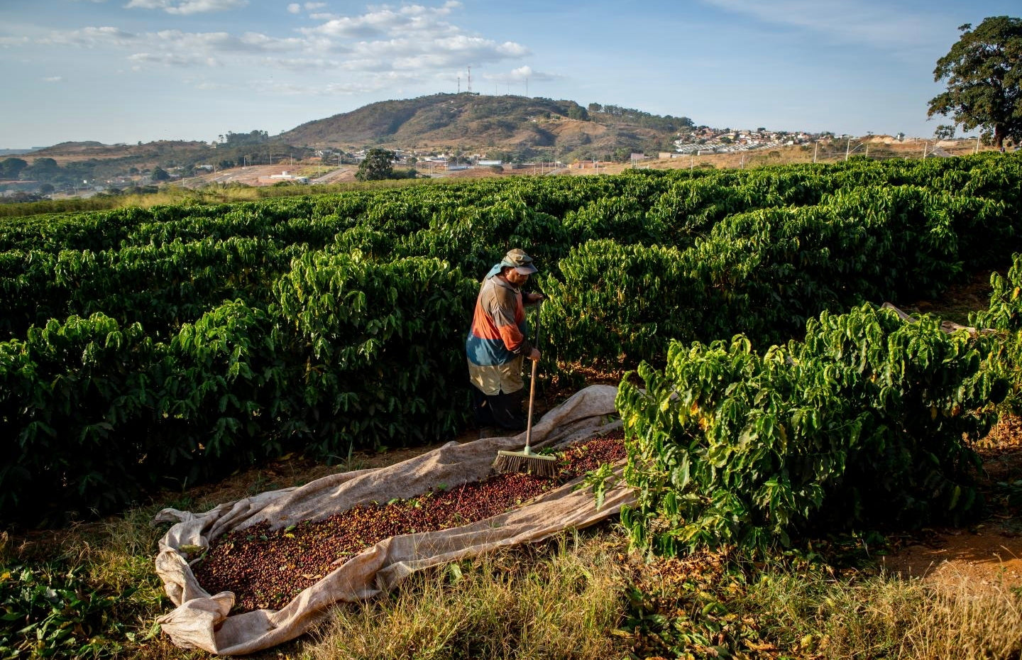 Brazil Coffee Production Forecast 2026/27: Record Harvest May Stabilize Arabica Prices