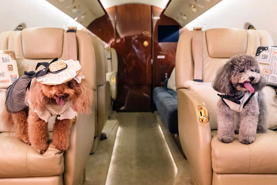 Pet Travel 2026: SkyePets Launches First Long-Haul In-Cabin Dog Flights