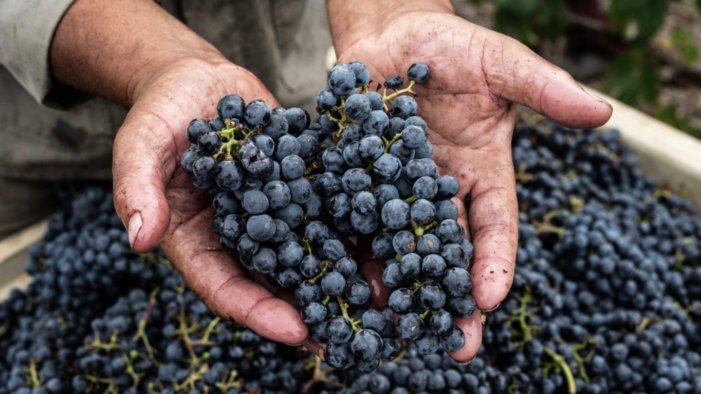 South Africa Wine 2026: A Breakthrough Vintage for Cabernet and Syrah