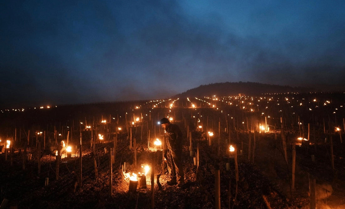 Champagne Frost Crisis 2026: Reims and Épernay Vineyards Fight Early Season Freeze