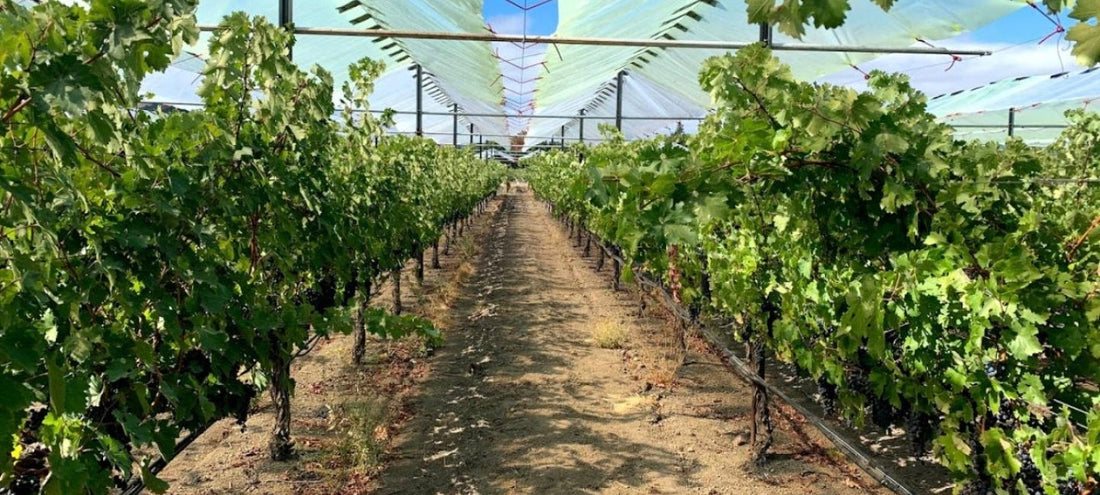 Champagne Net Zero 2050 Plan: Climate Research Center, Voltis Grapes and Sustainable Viticulture