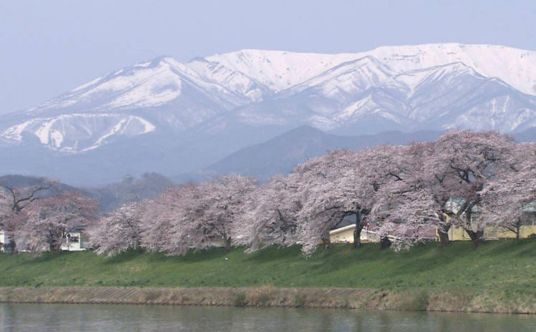 Japan Sakura 2026: Cherry Blossom Snow Meets Easter Travel Surge