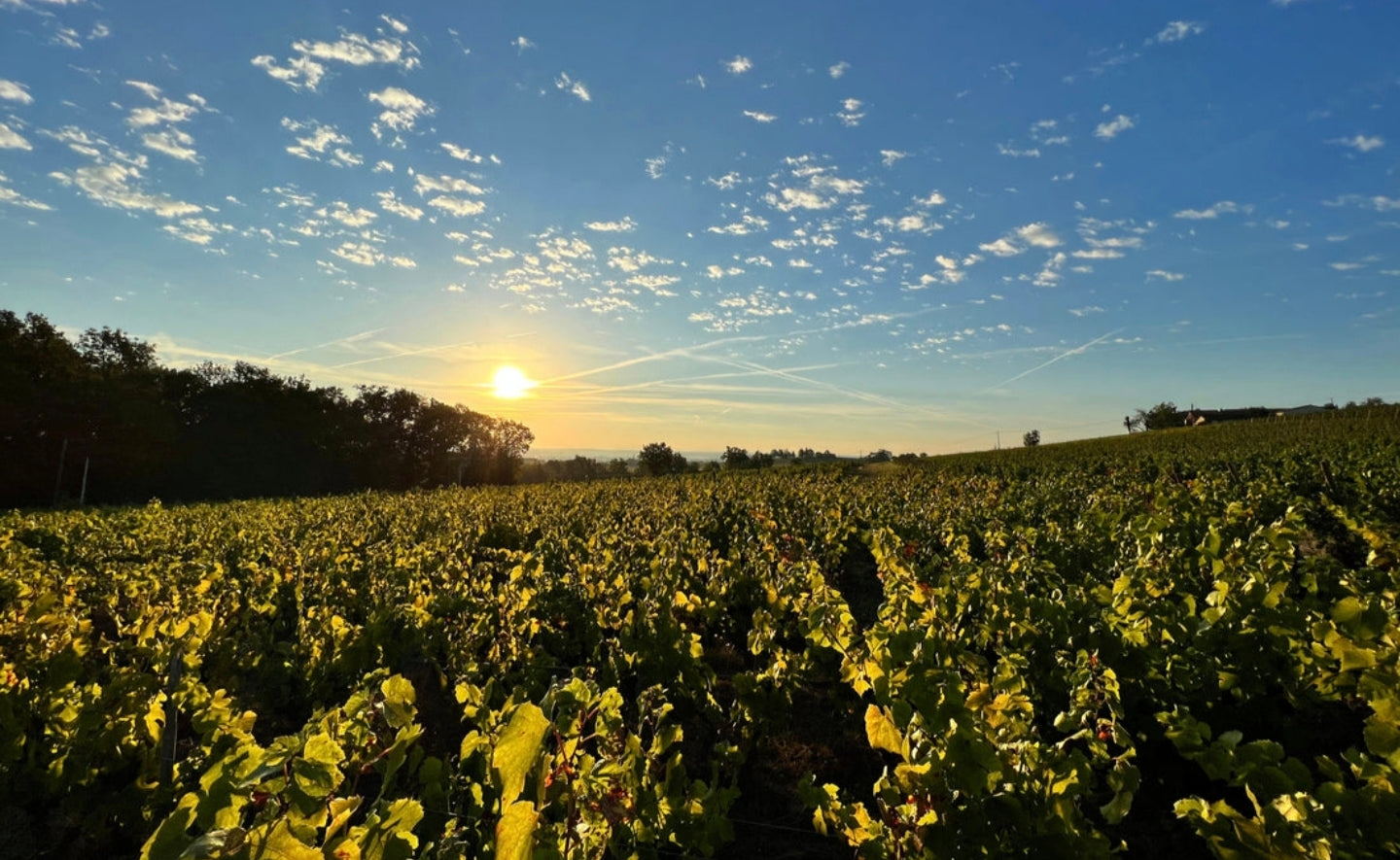 Regenerative Champagne 2026: Sustainable Luxury and the Future of Fine Bubbles